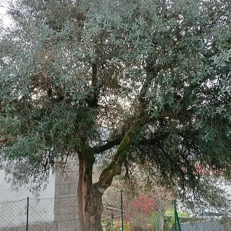 Casa Da Fraga Apartment